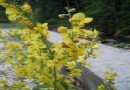 Verbascum cumile ssp. Rhodopaeum ©  Pandion Wild Tours